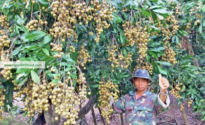 CÂY GIỐNG NHÃN 