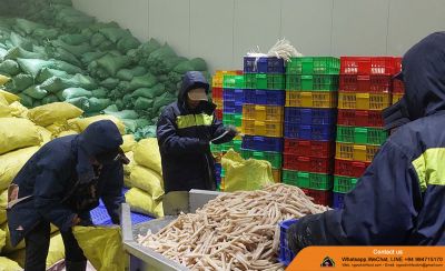 KHOAI MÔN CẮT SỢI CẤP ĐÔNG